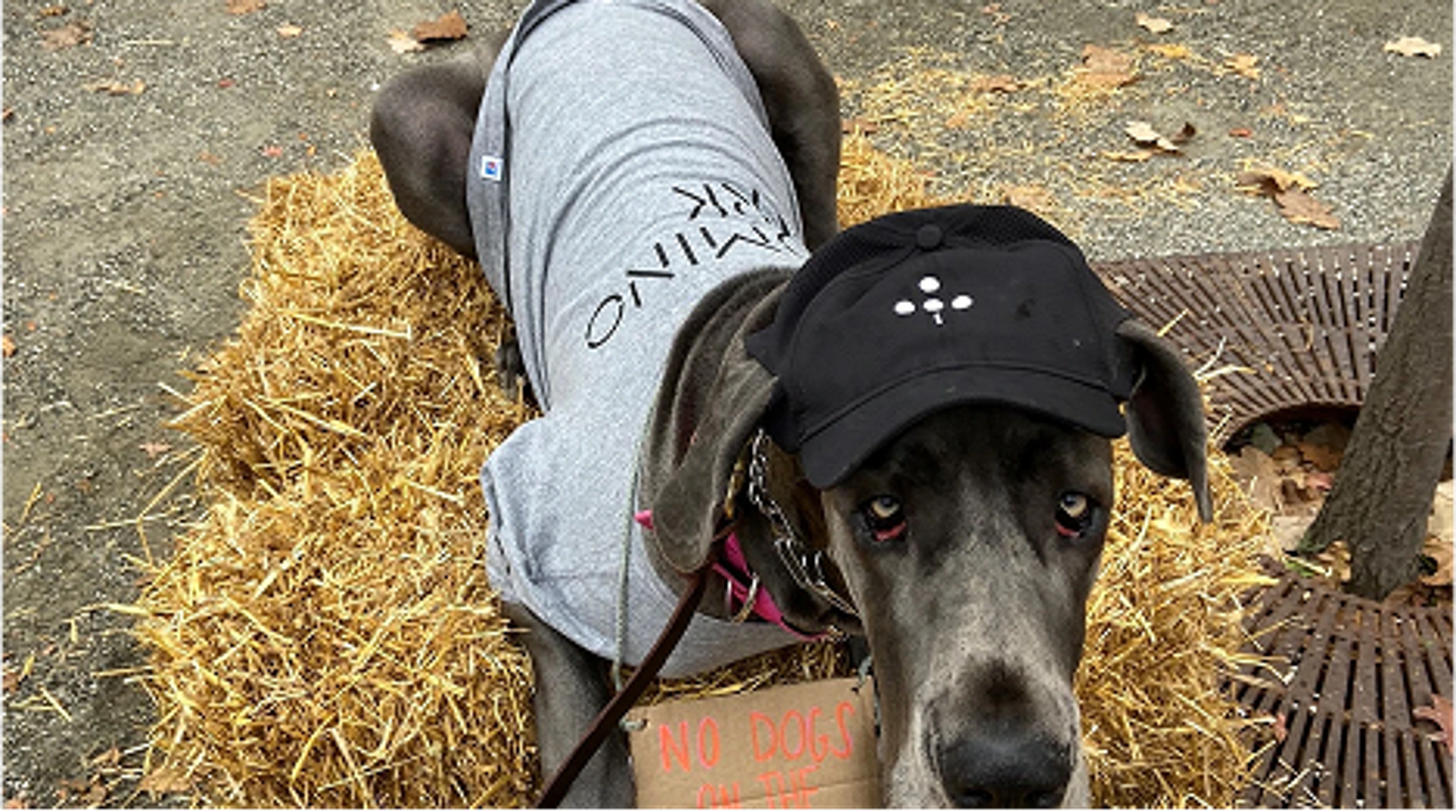 Dog Costume Party